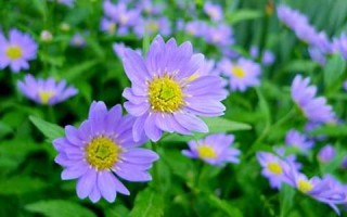4月2日(4月2日安徒生诞辰日确定为国际)