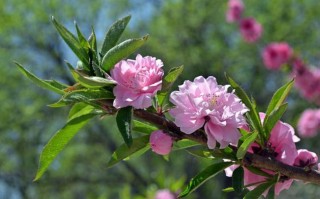 7月17日(7月17日出生的人)